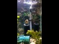 South American Cichlids Tank with live plants.