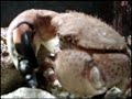 brutus feeding on shrimp