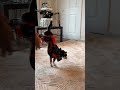 Teaching dog to handstand #dog #pets #shorts