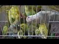 Australian king parrot birds.پرندوں کا کاروبار ۔منافع بخش کاروبار