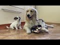 Two Adorable Puppies Love Golden Retriever! [Cuteness Overload]