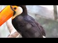 toucan #birds #nature