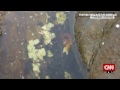 Octopus leaps out of water, grabs crab