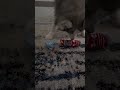 Dog steals socks ￼