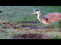 Great Blue Heron hunting and finally catching and eating a gopher Reuploaded 4K