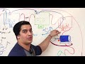 Metabolism | Electron Transport Chain: Overview