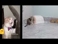 The FUNNIEST Dogs and Cats Shorts Ever 😻🐶 You Laugh You Lose 🤑
