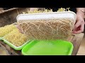 No need to water - The secret to making bean sprouts at home quickly and with little effort