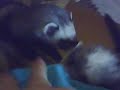 Ferrets and Kittens,