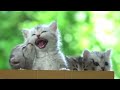 Cat Hissing And Glowling | ANGRY CATS | CatsworldShabeenkhan