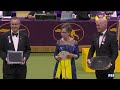 2024 Best In Show Full Event | Westminster Kennel Club
