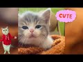 You Laugh You Lose 😜Compilation New Funniest Cat Videos