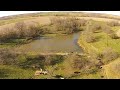 Drone herding cattle! Dogs have to find a new job!