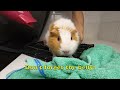 How to bathe a guinea pig