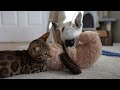 Bengal kitten growing up: from crazy kitten to untamed teen | Ep 9