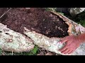 Red ant colony attack‼️jump spider, bomb beetle, furry caterpillar, giant grasshopper