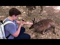 Feeding deer in Nara
