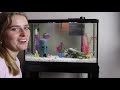 How to Clean Your Fish Tank