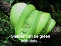 Rainforest Snakes - Castellanos