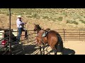 Preparing a Horse to Rope