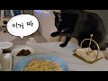 아빠! 날 두고 컴터라니?! 만지라옹!! #검은고양이 #개냥이#강돌이