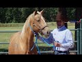 Clinton Anderson: Training a Rescue Horse, Part 1 - Downunder Horsemanship
