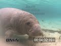 Manatees at the Three Sisters Spring in Crystal River Florida. March 2007 Part 1 of 5