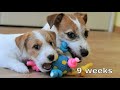 PUPPY's first 10 weeks. How the puppy changes. Puppy from birth up to 2.5 months. Funny dog. Puppies