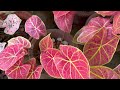 Caladium Plants growing from bulbs