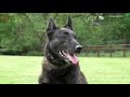 DANGEROUS & PROTECTIVE? THE DUTCH SHEPHERD