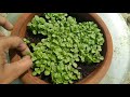 How to Grow Tulsi / Basil from Seeds in Just 15 Days With Results