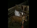 Boer goat crosses with sirohi goat in village farm night day