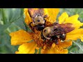 Bumblebee Scuffle