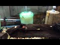 Green Dragon Pleco growouts