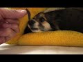 【パピヨンとコーギーのミックス犬】愛犬の寝床を覗いてみた　I looked into my dog's bed.