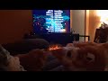 Gizmo watches Gremlins on Christmas Eve 2020