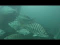 Santa Monica Fishing Pier UNDERWATER footage! (Hundreds of fish!)