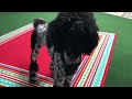 Poodle fetches toy drops it into cone