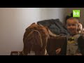 Giant Pit Bull Hulk & The Newborn Baby | DOG DYNASTY