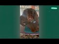 The Funniest Dachshund Moments 2023 | A Hilarious Compilation for Sausage Dog Lovers @FurryTails