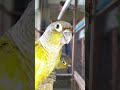 Cute Conures Playing Together! ❤️🦜 | My Pets My Garden