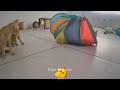 Funny Pets That Will Make Your Day Brighter 🤣😍 Funny Animal Videos 2024 🙀