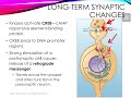 Introduction to Neuroscience: Long-Term Potentiation and Memory