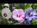 😍 25 Most BEAUTIFUL Flowering Shrubs for a STUNNING Garden! ✨ BLOOMING SHRUBS 🌸