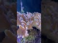 My reef tank is blooming with life. Corals are growing and fish are happy