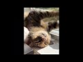 😂 Funniest Cats and Dogs Videos 😺🐶 || 🥰😹 Hilarious Animal Compilation №385