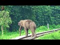 Beauty Of Railway Track & Wildlife