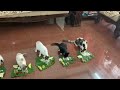 Kerala Cats enjoying Onam Meals