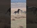 Onaqui Horses Messing Around