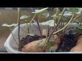 Getting ready for cucumbers 🥒 #pickles #selfsufficient #garden #sweetpotato